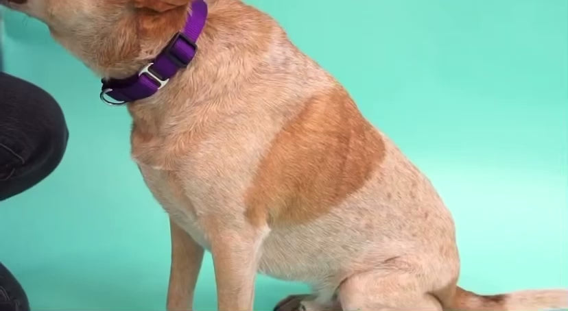 Video demonstrating how to put a Mimi Green easy-on dog harness on a large or giant breed dog