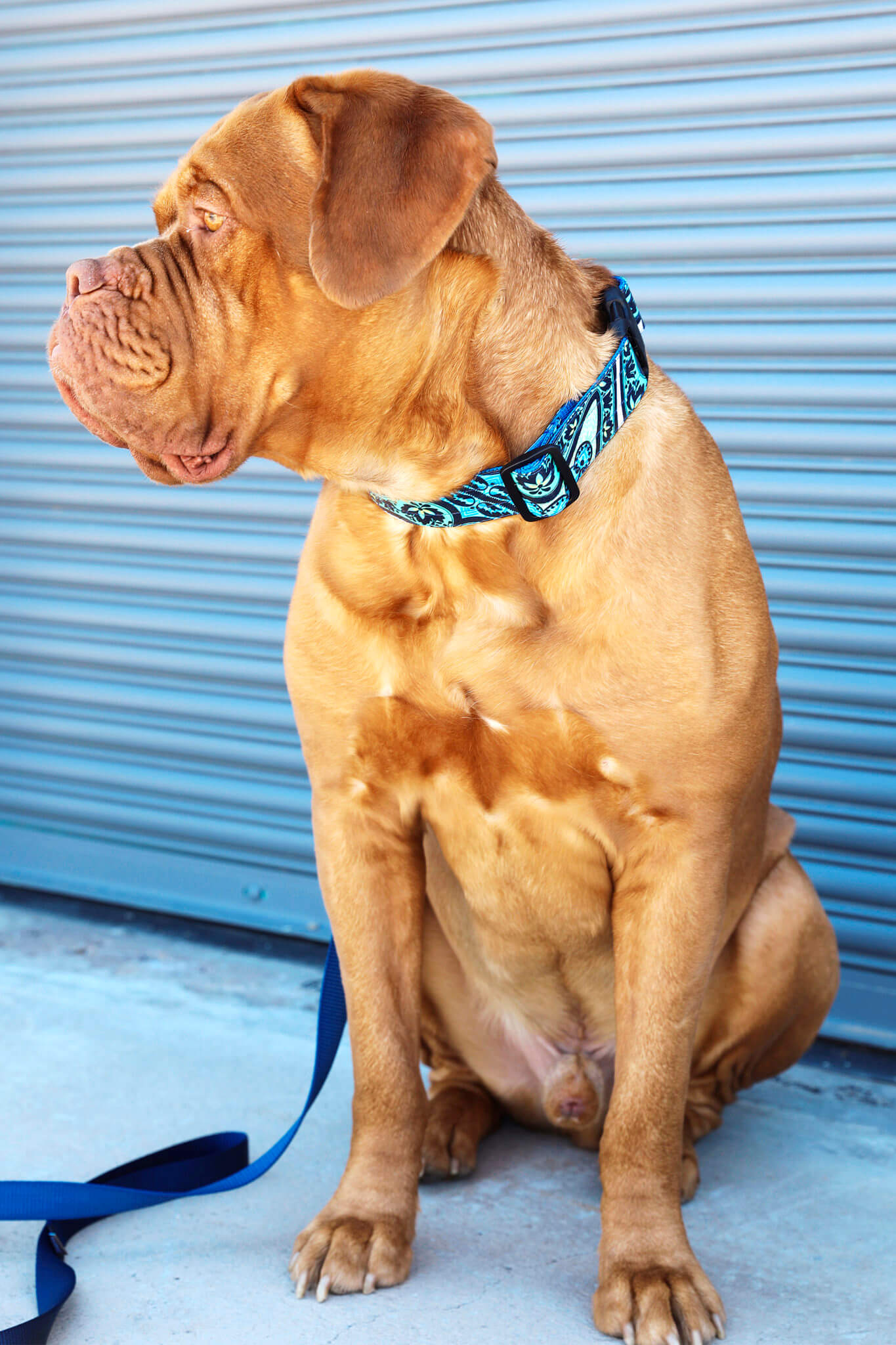 Big dog wearing blue 1.5" dog collar for necks that are 29 inches to 33 inches big.