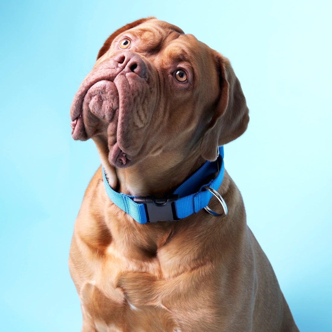 Big dog wearing 1.5" blue nylon Mimi Green dog collar for necks that are between 33 inches and 35 inches