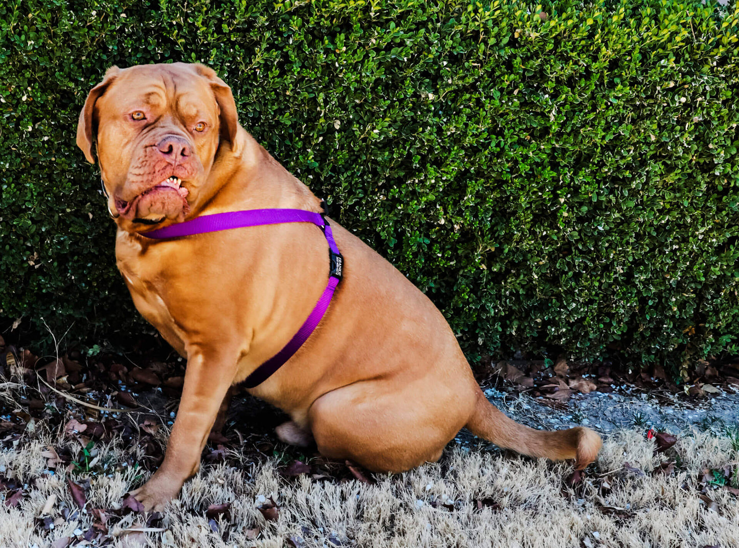 Big dog wearing a purple easy-on Mimi Green dog harness for large and giant dogs with a 35 inch to 42 inch girth