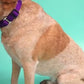 Video demonstrating how to put a Mimi Green easy-on dog harness on a large or giant breed dog