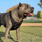 'Eclipse' Adventure Dog Harness