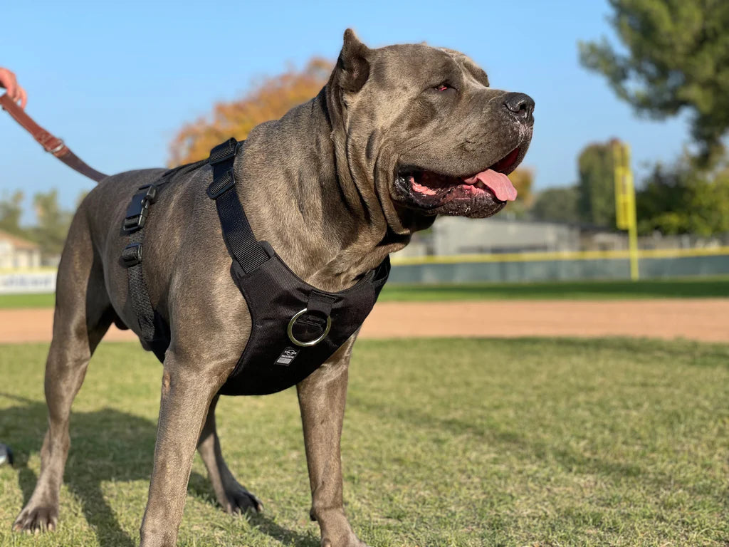 'Eclipse' Adventure Dog Harness