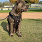 'Eclipse' Adventure Dog Harness