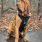 'Eclipse' Adventure Dog Harness