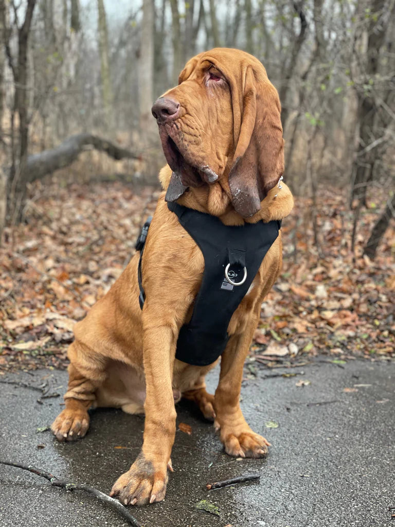 Bloodhound harness sale