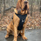 'Eclipse' Adventure Dog Harness