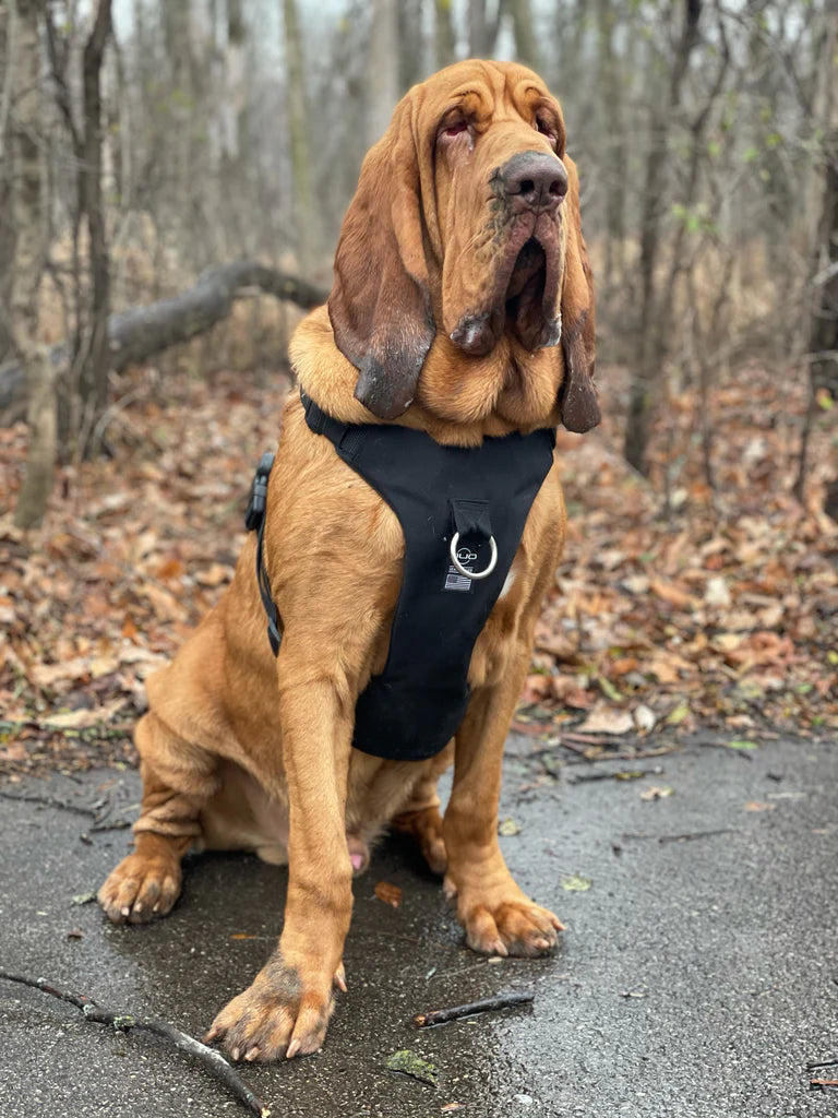 Best harness best sale for bloodhounds