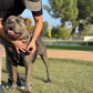 'Eclipse' Adventure Dog Harness