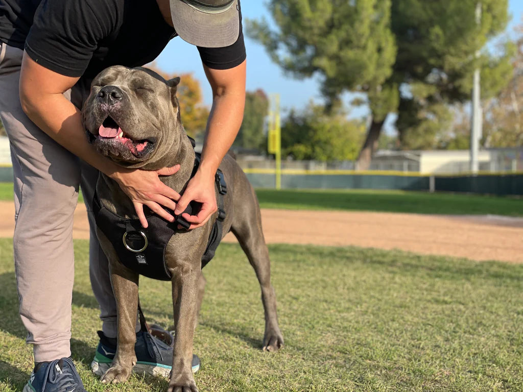 'Eclipse' Adventure Dog Harness