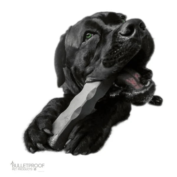 A big black dog chewing on 12" long Indestructibone dog chew toy from Bulletproof Pet Products for heavy chewers