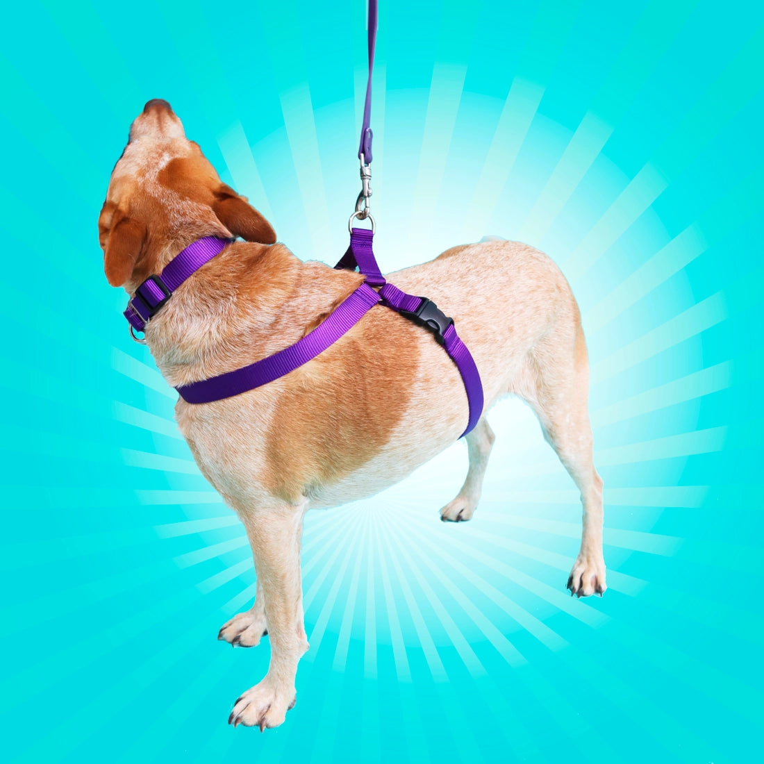 Big dog wearing an easy-on Mimi Green dog harness for large and giant dogs with a 35 inch to 42 inch girth